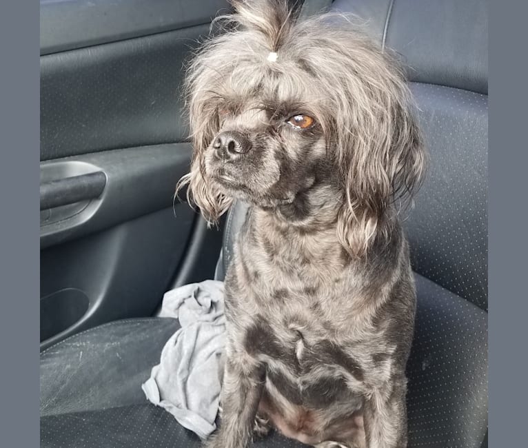 Half pug half poodle 2025