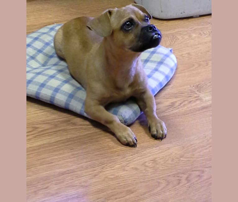 Pekingese pitbull mix puppies clearance
