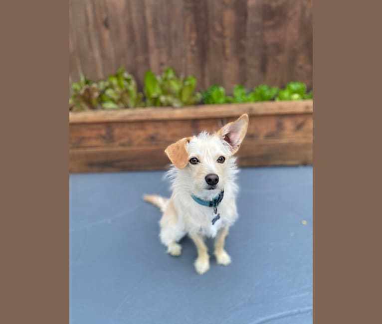 Bailey, a Chihuahua and Bichon Frise mix tested with EmbarkVet.com