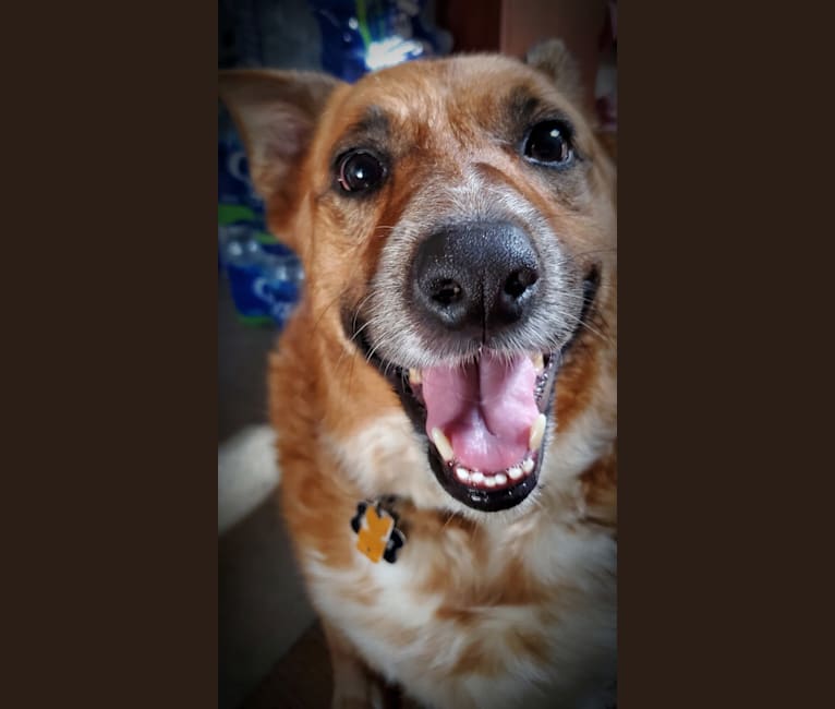 Rufus, an Australian Cattle Dog and Golden Retriever mix tested with EmbarkVet.com