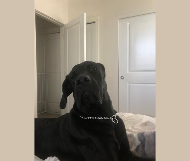 Calvin, a Great Dane and Saint Bernard mix tested with EmbarkVet.com