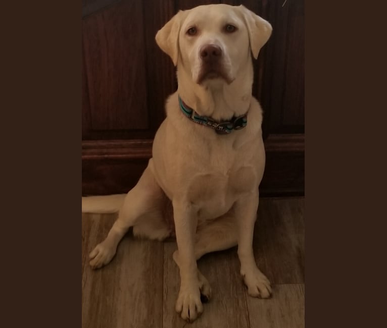 Leia, a Labrador Retriever tested with EmbarkVet.com