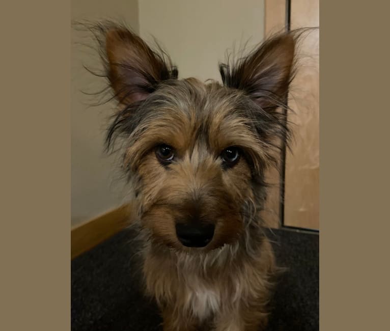 Bentley, a Chorkie tested with EmbarkVet.com