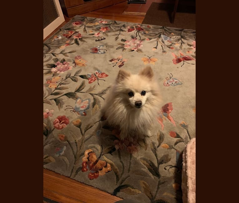 Photo of Rockwell, a Pomeranian and Mixed mix in New York, USA