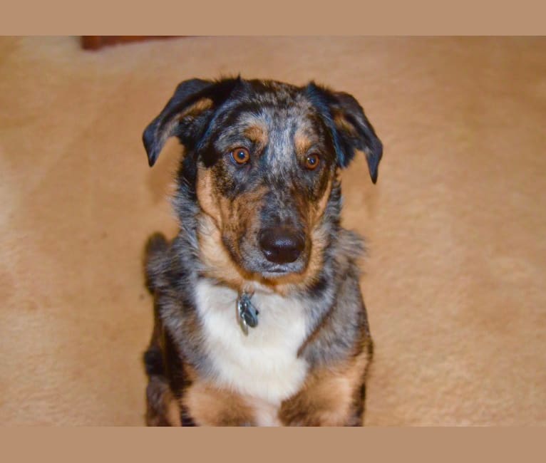 Doberman mixed with top australian shepherd