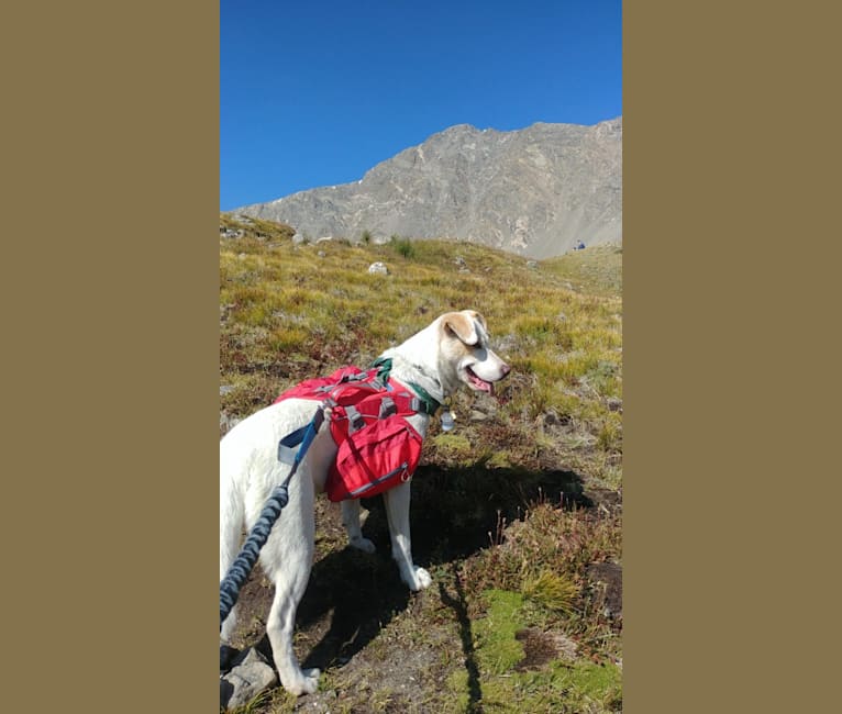 Jolene, a Siberian Husky and Chinese Shar-Pei mix tested with EmbarkVet.com
