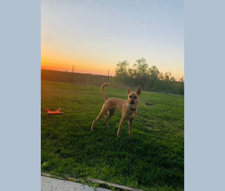 Embark Dog DNA Test homemade 766x650 pic Embark Dog DNA Test pic
