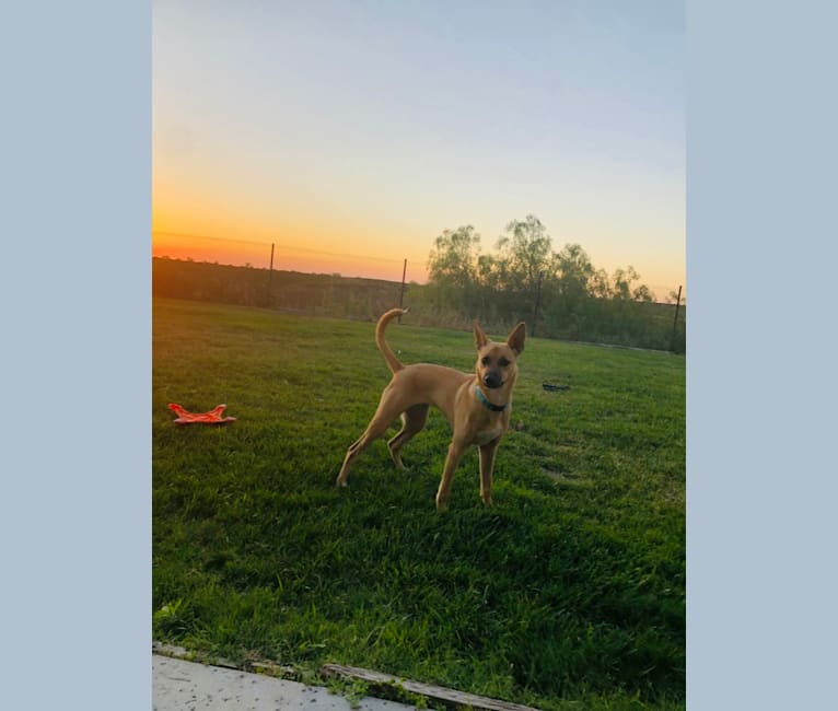 Mia, a German Shepherd Dog and Australian Cattle Dog mix tested with EmbarkVet.com