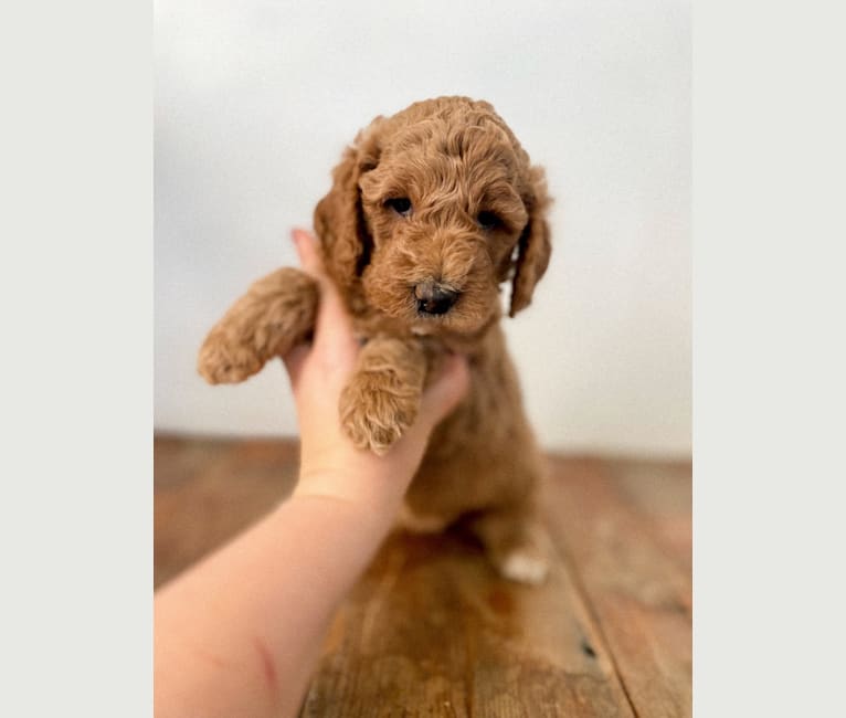 Ginny, a Goldendoodle tested with EmbarkVet.com