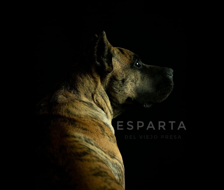 Esparta, a Perro de Presa Canario tested with EmbarkVet.com