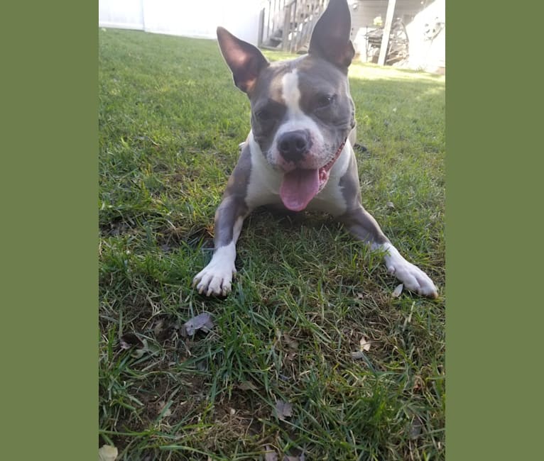 Lizzy, an American Bully tested with EmbarkVet.com