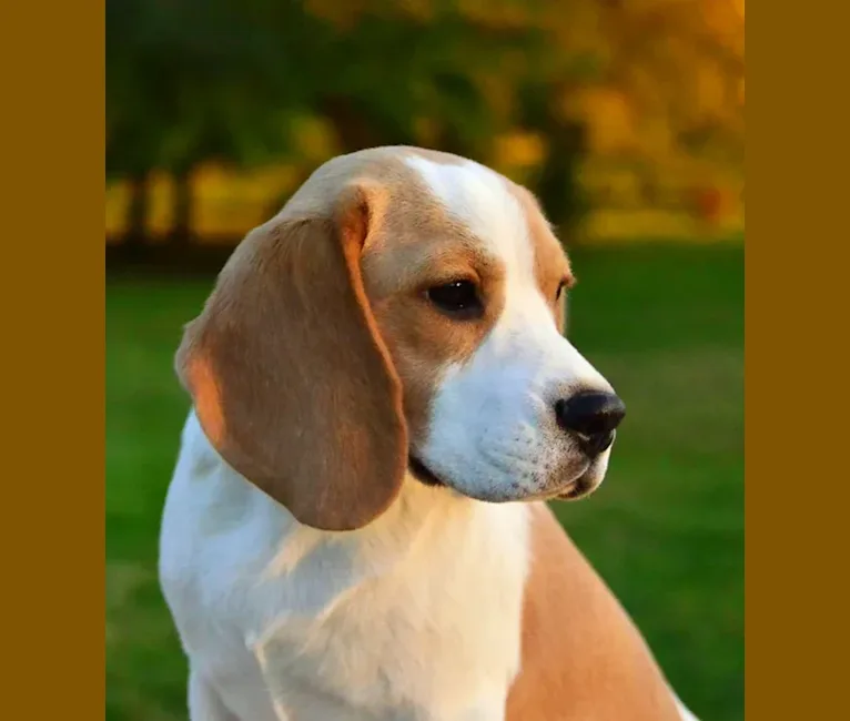 Lilith, a Beagle tested with EmbarkVet.com