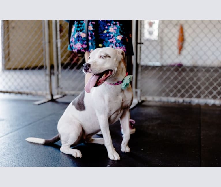 Luna, an American Pit Bull Terrier and American Staffordshire Terrier mix tested with EmbarkVet.com