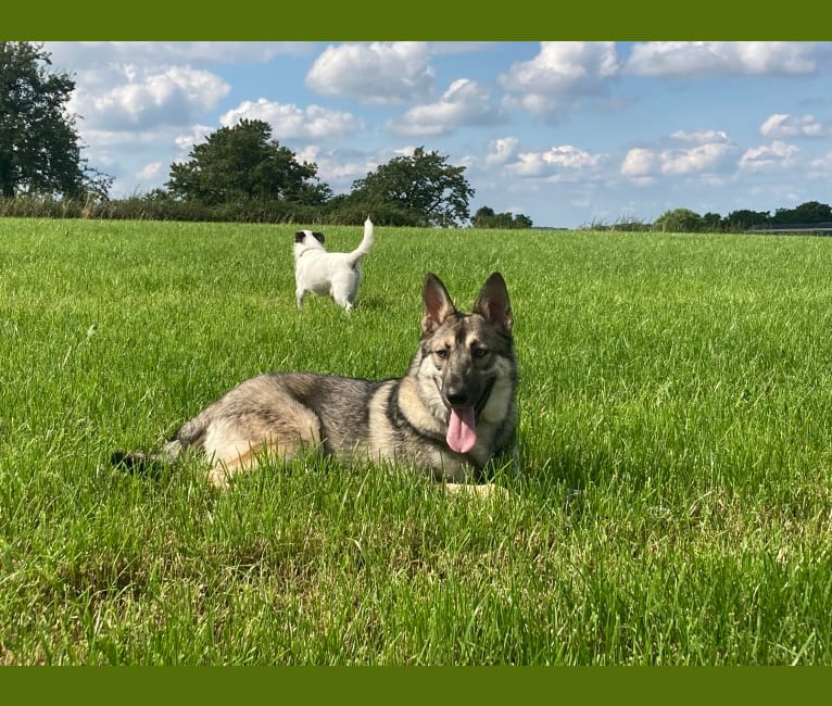 Photo of Obi, a Saarloos Wolfdog and Norwegian Elkhound mix in Den Helder, Nederland