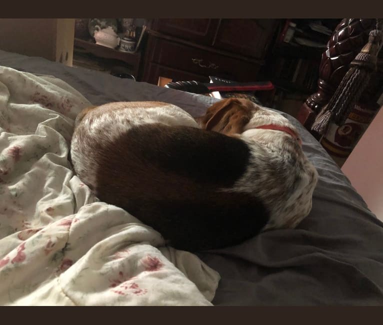 Photo of Heath, a Beagle, Australian Cattle Dog, Treeing Walker Coonhound, and Dachshund mix in Norfolk, Virginia, USA