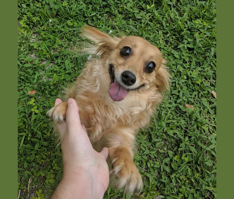 Photo of Willow B. Wisp, a Chihuahua, Pomeranian, Shetland Sheepdog, and Poodle (Small) mix in Florida, USA