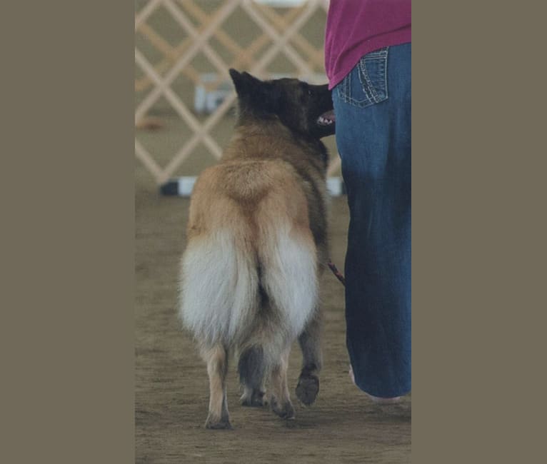 Photo of Tuarie, a Belgian Shepherd  in Poulsbo, WA, USA