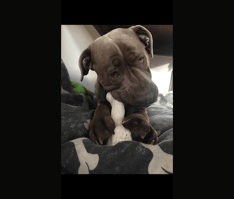 Kilo, a Cane Corso and Neapolitan Mastiff mix tested with EmbarkVet.com
