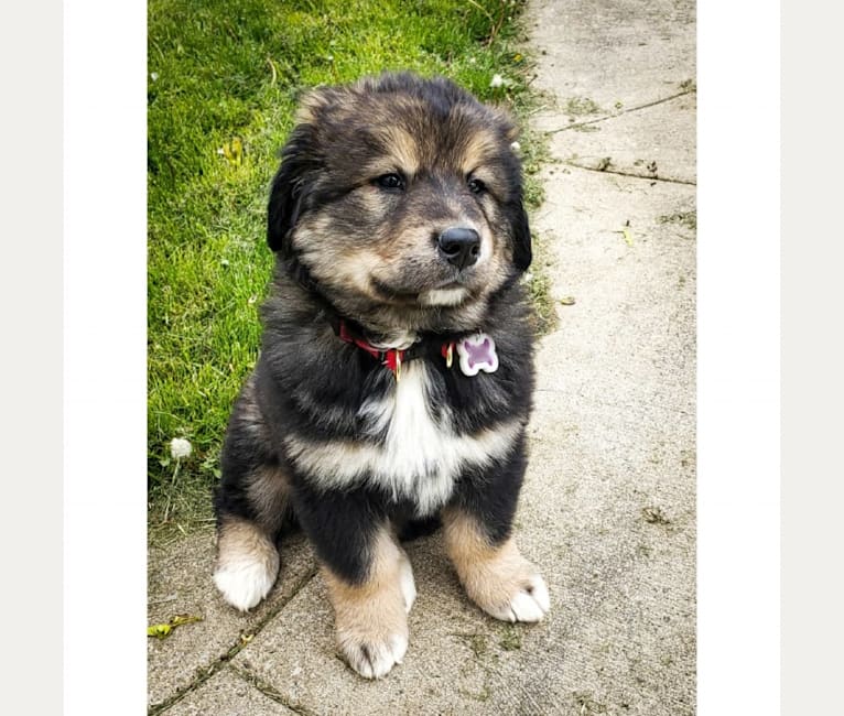 Embark Dog DNA Test Breed