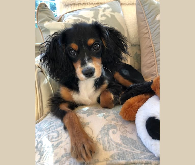 Prince, a Cavalier King Charles Spaniel and Poodle (Small) mix tested with EmbarkVet.com