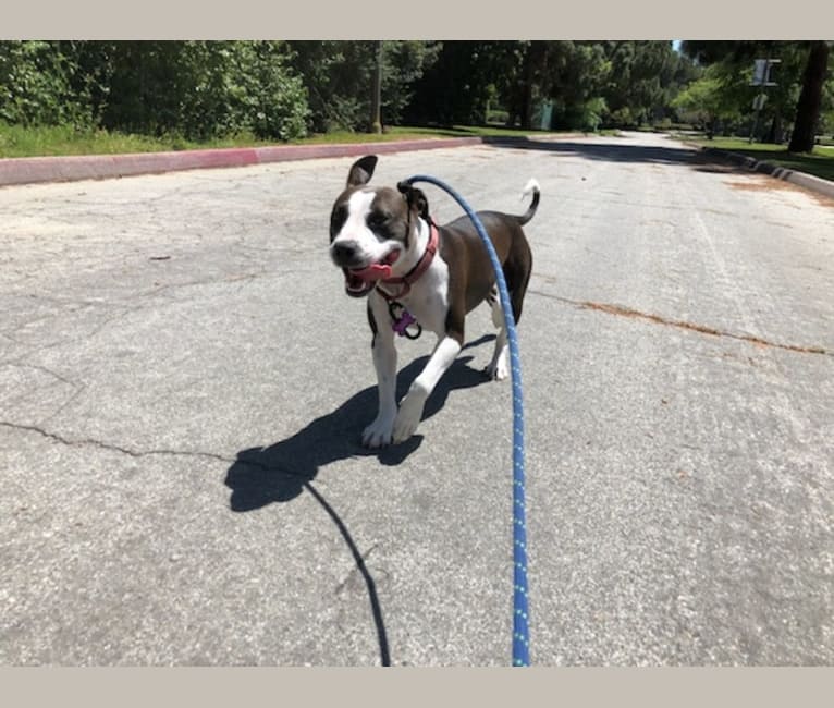Photo of Emi, an American Pit Bull Terrier, American Staffordshire Terrier, Bulldog, and Mixed mix in Barstow, California, USA