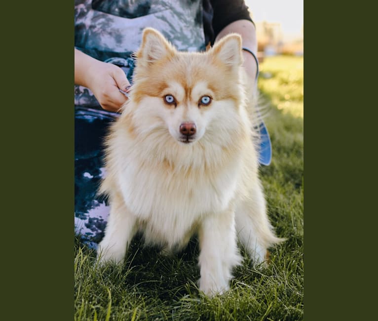 Pomsky Northerns' Amethyst, a Pomeranian and Siberian Husky mix tested with EmbarkVet.com