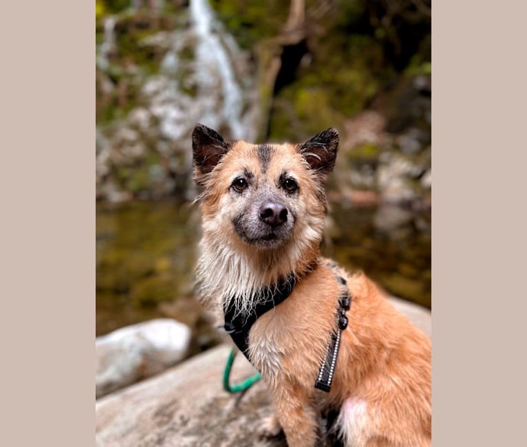 Photo of Sullivan, a Formosan Mountain Dog  in Taiwan