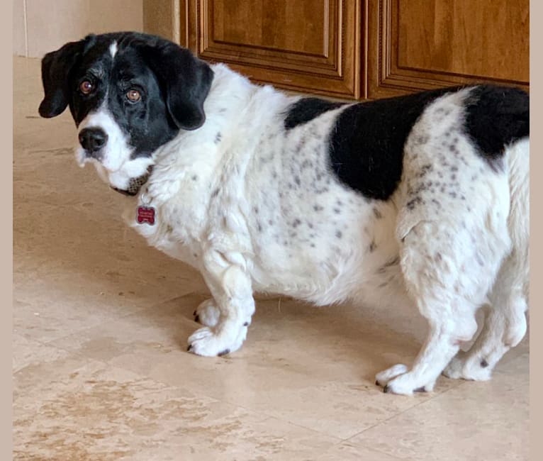 Bandit, a Basset Hound and Labrador Retriever mix tested with EmbarkVet.com