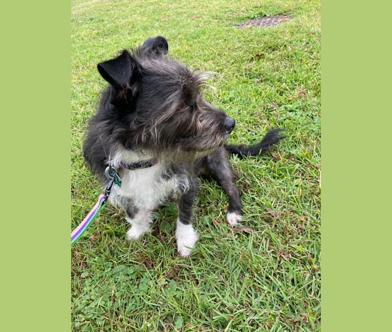 Bluebelle, a Russell-type Terrier and American Staffordshire Terrier mix tested with EmbarkVet.com