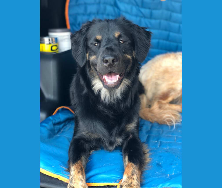 Embark Dog Dna Test Breed