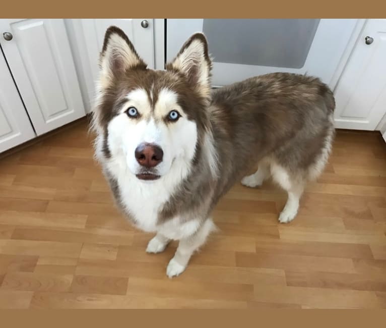 Embark Dog Dna Test Breed