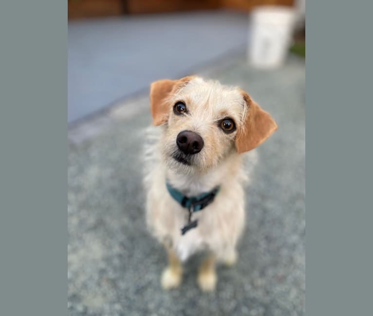 Photo of Bailey, a Chihuahua, Bichon Frise, Poodle (Small), and Mixed mix in California, USA