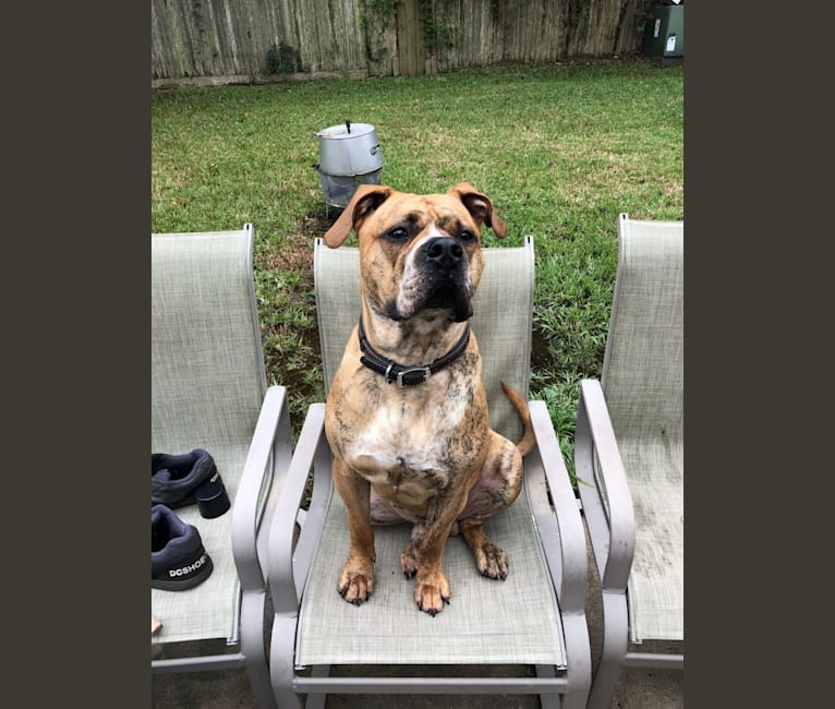 Mikey, an American Bulldog tested with EmbarkVet.com