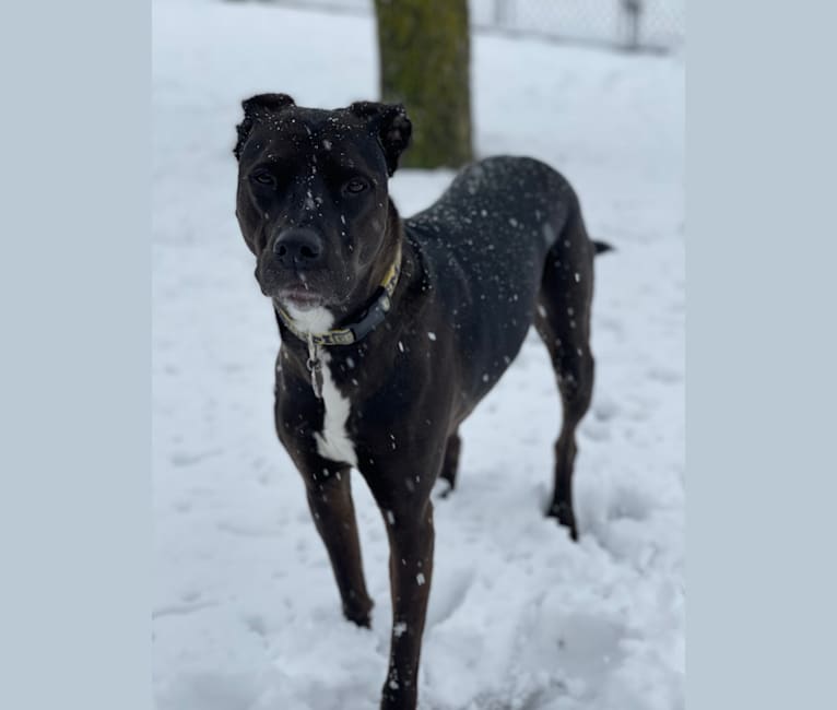 Axel, a Staffordshire Terrier and Rottweiler mix tested with EmbarkVet.com