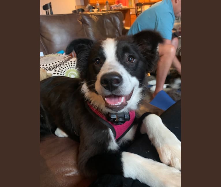 Gracy, a Border Collie and Great Pyrenees mix tested with EmbarkVet.com