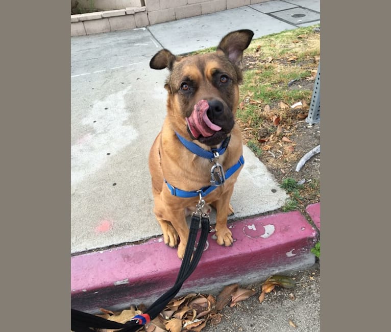 Jax, an American Pit Bull Terrier and Chow Chow mix tested with EmbarkVet.com