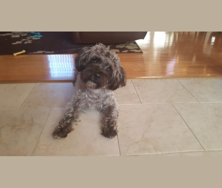 embark dog dna test breed
