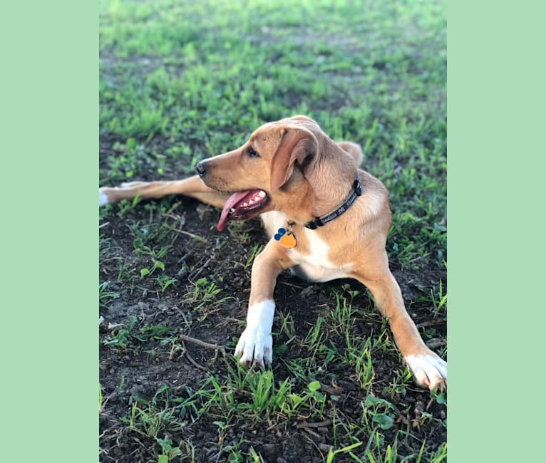 Izzy, a Labrador Retriever and Treeing Walker Coonhound mix tested with EmbarkVet.com