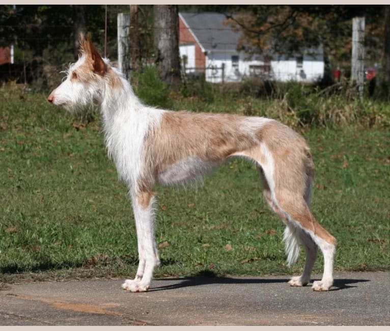 Nevaeh's Bedheaded Beauty, an Ibizan Hound tested with EmbarkVet.com