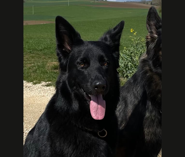 Vee, a German Shepherd Dog tested with EmbarkVet.com