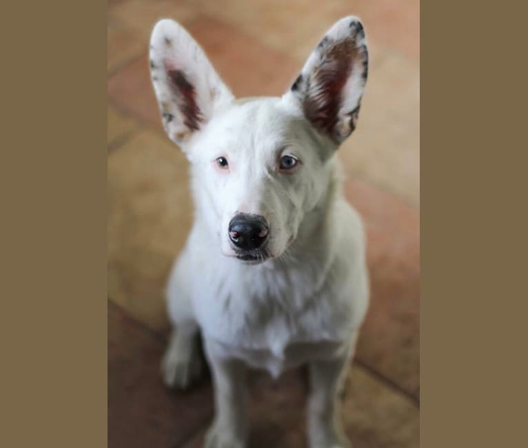 Finn, an Australian Cattle Dog and Australian Shepherd mix tested with EmbarkVet.com