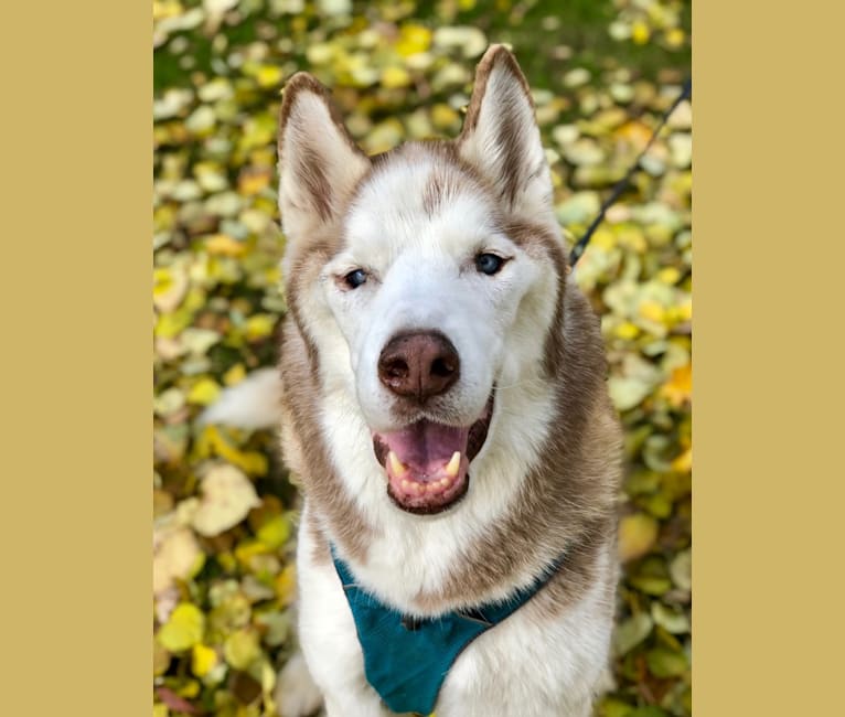 Chester, a Siberian Husky tested with EmbarkVet.com