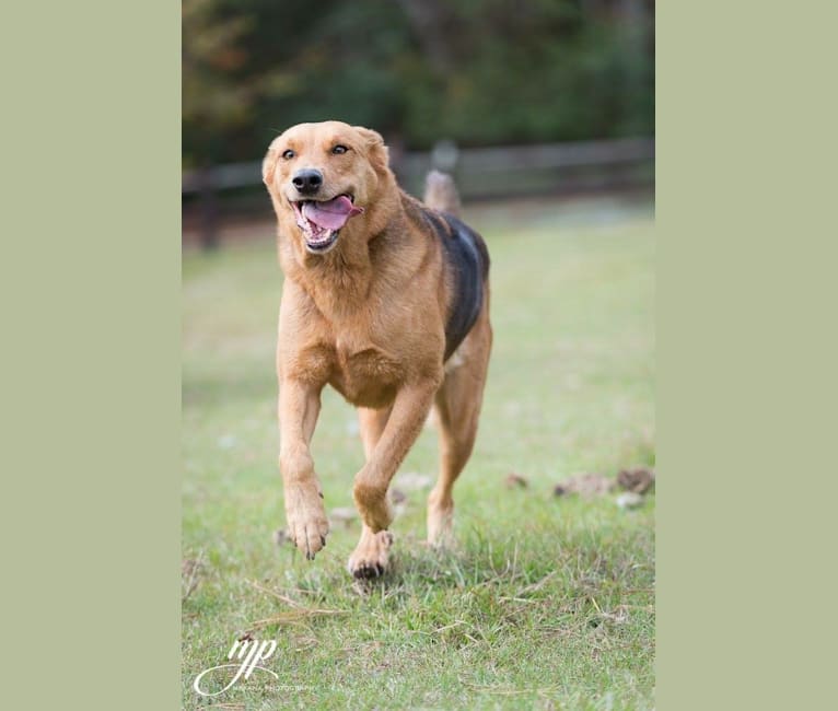 Rambo, a Labrador Retriever and Golden Retriever mix tested with EmbarkVet.com