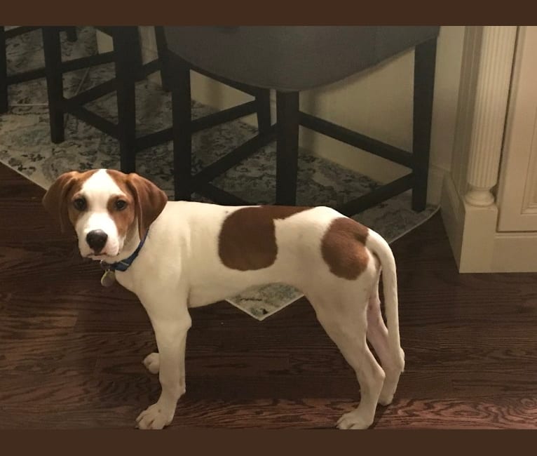 Porter, a Treeing Walker Coonhound and American Pit Bull Terrier mix tested with EmbarkVet.com