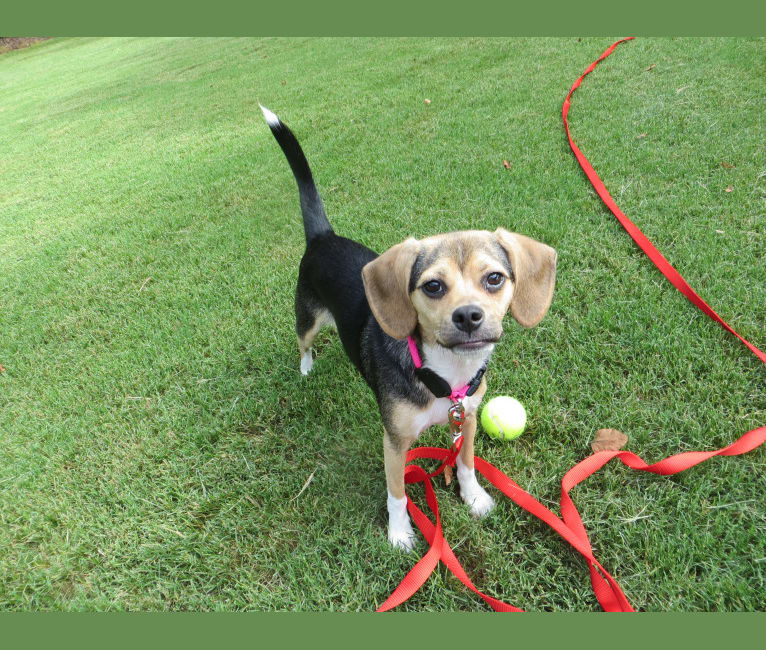 Daisy, a Beagle and American Eskimo Dog mix tested with EmbarkVet.com