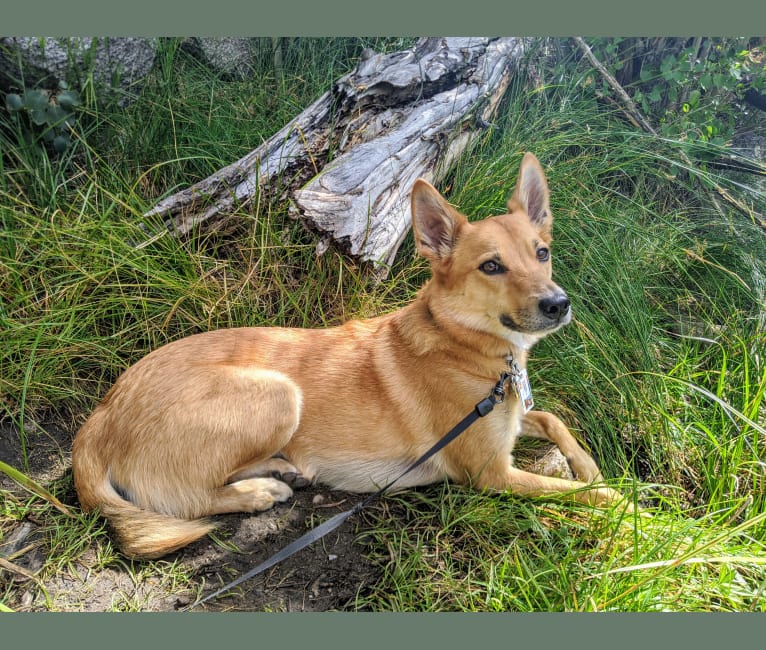 Embark Dog DNA Test Breed