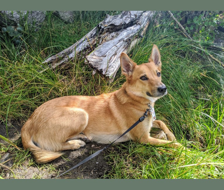 Fox, a Mountain Cur and Border Collie mix tested with EmbarkVet.com