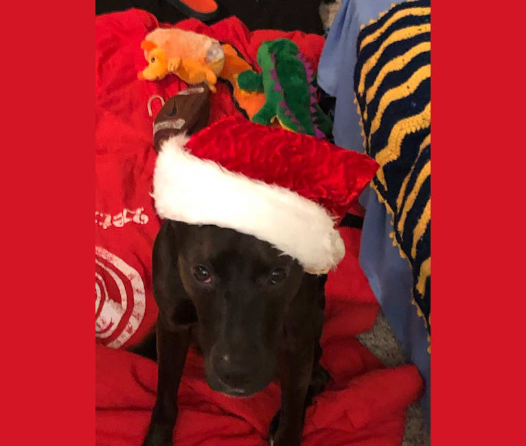 Axel, a Staffordshire Terrier and Rottweiler mix tested with EmbarkVet.com