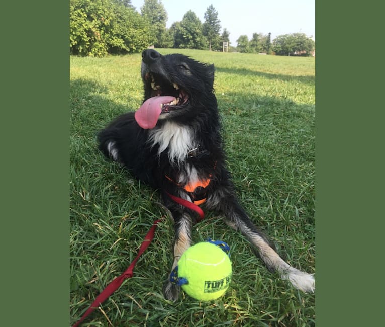 Scorch, a Border Collie and Samoyed mix tested with EmbarkVet.com