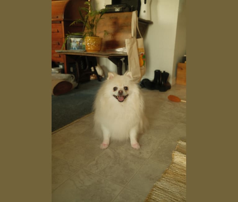 Stella, a Pomeranian tested with EmbarkVet.com